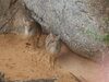 Parella de Dik-diks de Kirk en hivern