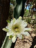 Detall de la flor