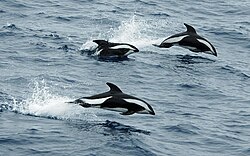 Delfins creuats en el Passage de Drake