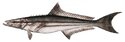 Cobia