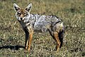 Chacal dorat, un verdader cánido