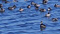 Bandada de zampullines (Podiceps nigricollis) en plomall hivernal en les salines.