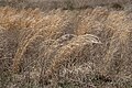 Pasturages: 123.000 ha
