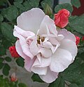 Rosa 'Clair Matin', Meilland, 1960 (França) O LCL