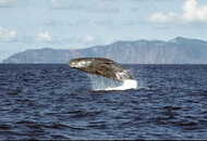 Cachalote eixint en les Azores