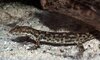Salamandra de montanya sardo