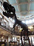 Albertosaurus