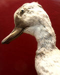 Camptorhynchus labradorius