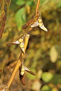 Soya: 185 ton