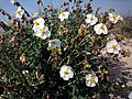 Jarilla de la Mar Menor (Helianthemum marminorense) .