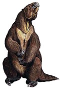 Pereós terrestre