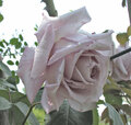 Rosa 'Serenissima', Y.Takatori, 1980 (Japó) R-76/R-81 LCL