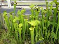 Planta carnívora Sarracenia flava, Jardins de Kew, Londres.