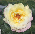 Rosa 'Gioia Climbing', Brady, 1950 (USA) CL HT (En França 'Mme A. Meilland', en Alemània 'Gloria Dei' i en els EE.UU. 'Peace')