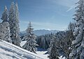 Neu