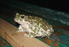 Sapo vert europeu