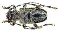 Aegomorphus clavipes