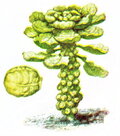 Ilustració