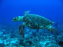 Eretmochelys imbricata[98]