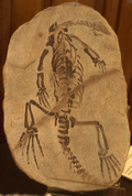 Claudiosaurus