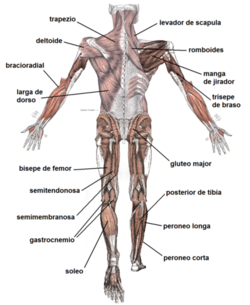 Sistema de Músculs posterior