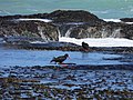 Ostreros negres africans en la Reserva Natural De Hoop