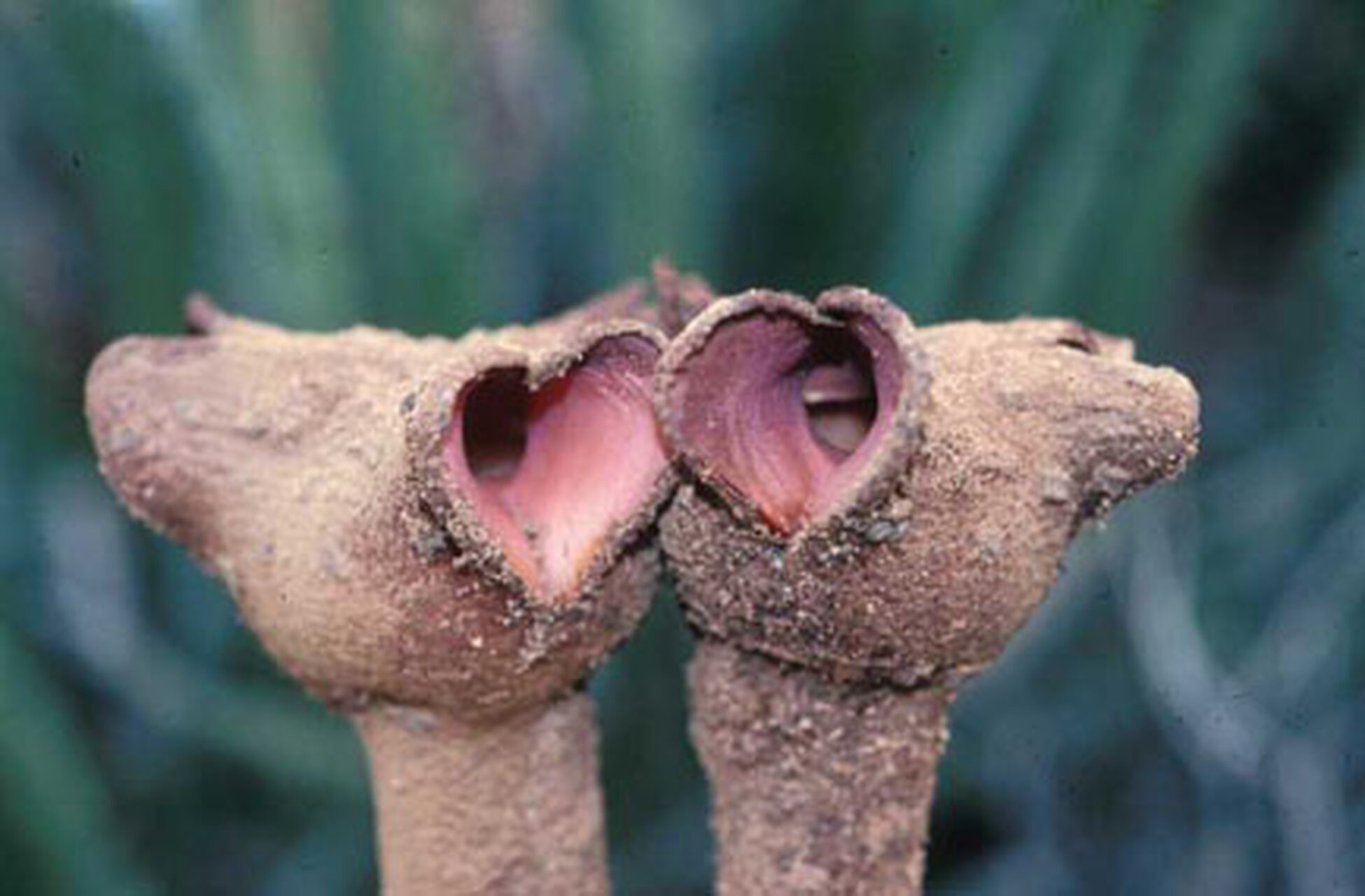 Flores de Hydnora triceps. Namaqualand, Suràfrica, 1999.