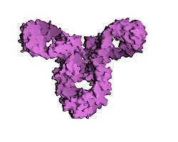 Archiu:IgG molecular surface.jpg