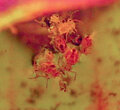 Dicyrtomina minuta (Collembola) atrapats en la gerra de Sarracenia purpurea.