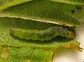 Larva de Acleris schalleriana en un full enrollada de Viburnum dentatum