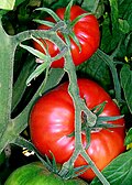 Tomata: 1.347 ton