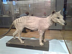 Tilacino † (Austràlia)