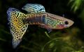 Guppy mascle